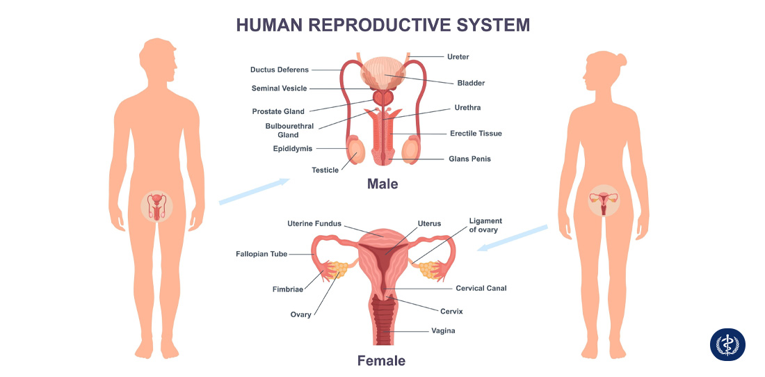 Cẩm Nang Sức Khỏe Sinh Sản Và Tình Dục Toàn Diện Hướng Dẫn Chăm Sóc Từ Góc Độ Y Khoa