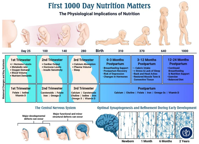Dinh Dưỡng Trong 1000 Ngày Vàng: Nền Tảng Sức Khỏe Và Trí Tuệ Trọn Đời Cho Trẻ
